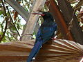 Baumhopf Green Wood Hoopoe