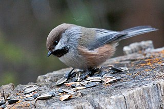 <span class="mw-page-title-main">Boreal chickadee</span> Species of bird