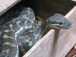 <i>Morelia</i> (snake) Genus of large snakes