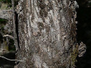 Quercus chrysolepis