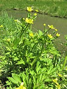 Ranunculus cantoniensis