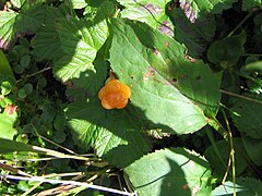 Rubus chamaemorus Linné. — Ronce petit-mûrier. — Mûres blanches, Blackbières, Plaquebières, Chicoutés. — (Cloudberry).