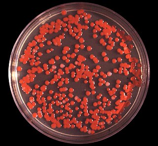 <i>Serratia marcescens</i> Species of bacterium