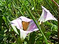 European Skipper Thymelicus lineola