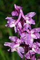 Orchis mascula Deutschland - Hessen Main-Kinzig-Kreis Steinau bei Schlüchtern