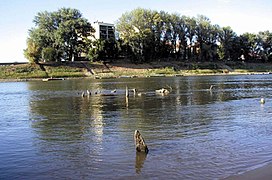 The remains of the Ottoman wooden bridge pile marks in Szolnok