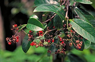 <i>Tetracera daemeliana</i> Species of flowering plant