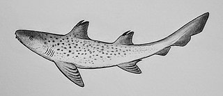 <i>Tristychius</i> Extinct genus of sharks