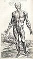 Illustracion anatomica de De humani corporis fabrica