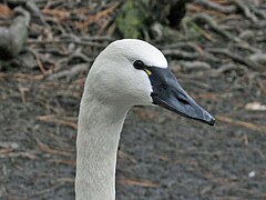 Kanadinė mažoji gulbė (Cygnus columbianus columbianus)