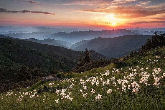 Нарциси в Мармаросах Photograph: Mykhailo Petskovych