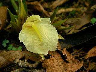 <span class="mw-page-title-main">Myoga</span> Species of flowering plant