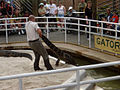 Gator Wrasslin'! Gatorland