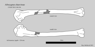 <i>Afrocygnus</i> Extinct genus of birds