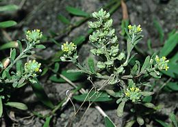 Taurelinis laibenis (Alyssum alyssoides)