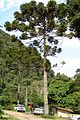 Бразильская араукария (Araucaria angustifolia)