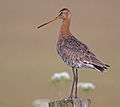 Girwiel Prim Limosa Limosa