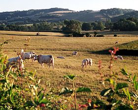 Image illustrative de l’article Charolais (pays)