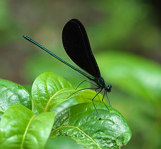 <span class="mw-page-title-main">Calopteryginae</span> Subfamily of damselflies