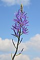 * Nomination Cusick's camas (Camassia cusickii), in a garden, Charente, France. --JLPC 18:03, 29 April 2013 (UTC) * Promotion  Support OK --A.Savin 18:15, 29 April 2013 (UTC)