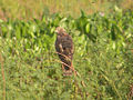 Eastern Marsh Harrier (Circus spilotonus), Candaba Marsh[1]