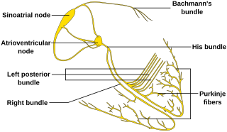 <span class="mw-page-title-main">Bachmann's bundle</span> Anatomical cardiac structure