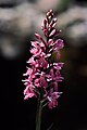 Inflorescence