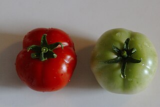 <span class="mw-page-title-main">Early Girl</span> Hybrid tomato