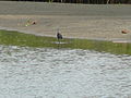 Küstenreiher Western Reef Heron