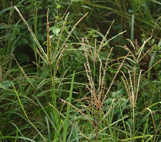 <span class="mw-page-title-main">Cynodonteae</span> Tribe of grasses