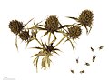 Eryngium campestre