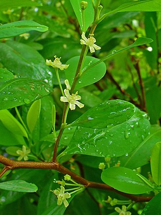 <span class="mw-page-title-main">Erythroxylaceae</span> Family of flowering plants