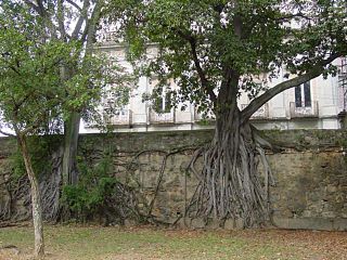 <i>Ficus americana</i> Species of fig tree native to the Neotropics