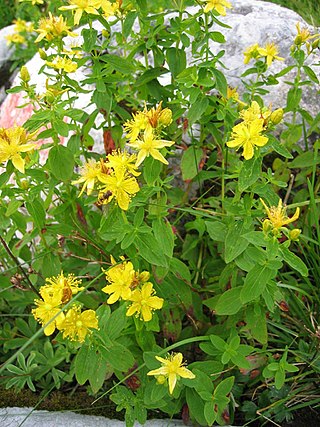 <i>Hypericum maculatum</i> Species of flowering plant in the St Johns wort family Hypericaceae