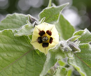 Ananaskirsebær (Physalis peruviana).