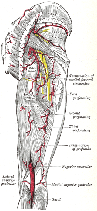 <span class="mw-page-title-main">Adductor hiatus</span> Gap between the adductor magnus muscle and the femur