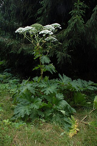 <i>Heracleum mantegazzianum</i> Species of flowering plant