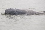 A dolphin swimming