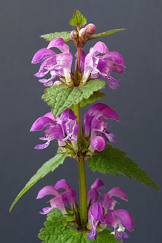 <span class="mw-page-title-main">Lamioideae</span> Subfamily of flowering plants in the sage family Lamiaceae