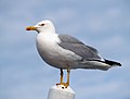 Larus michahellis (cat.)