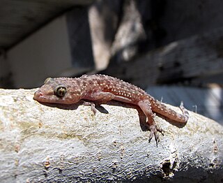 <i>Hemidactylus</i> Genus of common geckos