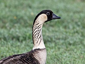 The distinctive neck pattern