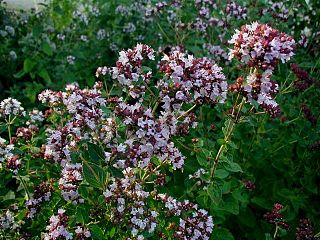 <i>Origanum</i> Genus of flowering plants