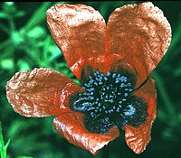 Papaver argemone