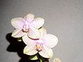 Un de mes nombreux phalaenopsis