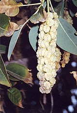 Phytolacca dioica