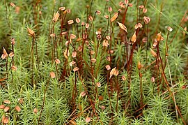 Polytrichum commune