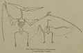 Historical diagram, Pteranodon longiceps compared to a condor, from 1902