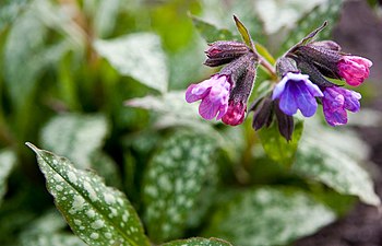 Kopsurohu (Pulmonaria) õied on algul roosad, hiljem muutuvad siniseks