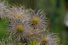 Pulsatilla vulgaris fruit Pulsatilla vulgaris bokeh.jpg